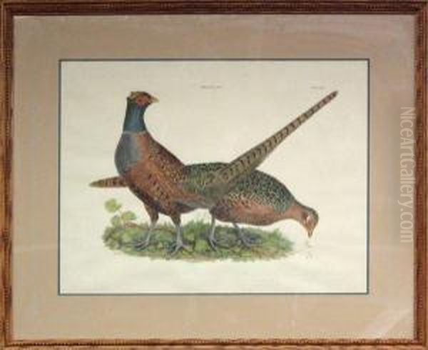 Pheasants M&f Oil Painting by Prideaux John Selby