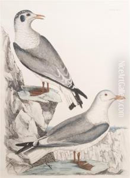 Kittiwake Oil Painting by Prideaux John Selby