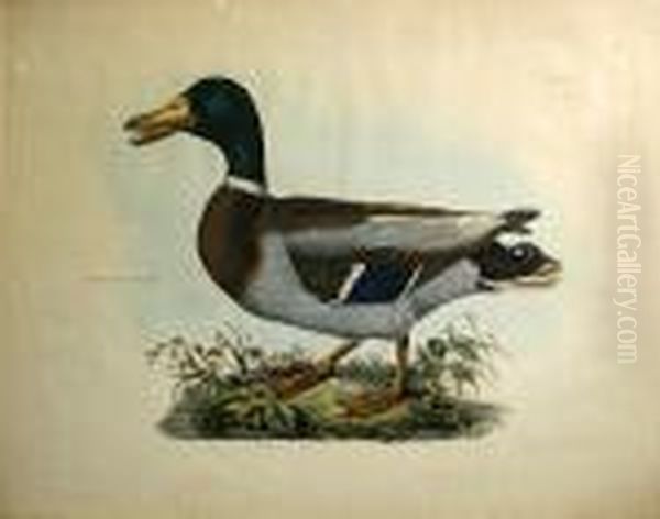 Common Wild Duck, Male, Pl. L Oil Painting by Prideaux John Selby