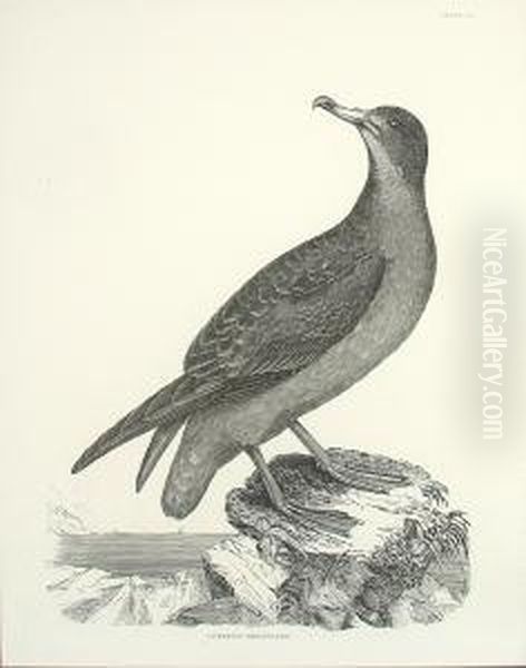 Orinthological Studies Including Cinereous Shearwater And Black Throated Diver Oil Painting by Prideaux John Selby