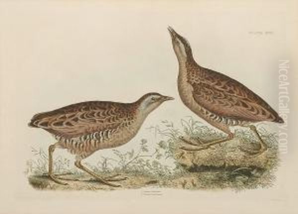 'common Dottrel Male Summer 
Plumage Female Winter Plumage', 'sabines Snipe, Ground Snipe Summer 
Plumage', 'little Grebe Summer Adult Plumage And Young', ' Common Crake 
Male And Female' Oil Painting by Prideaux John Selby