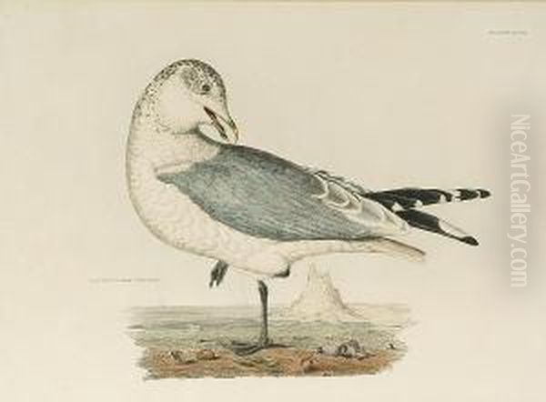 'common Gull, Winter Plumage', 'artic Skua', 'ivory Gull, Adult' Oil Painting by Prideaux John Selby