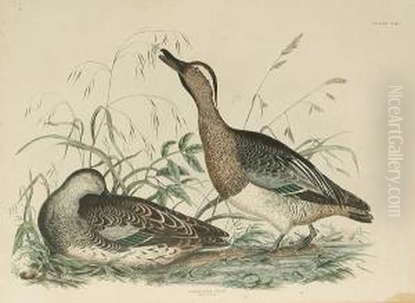 'garganey Teal, Male And 
Female', 'smew, Male And Female', 'golden Eye Duck, Male And Female', 
'scaup Pochard' Oil Painting by Prideaux John Selby