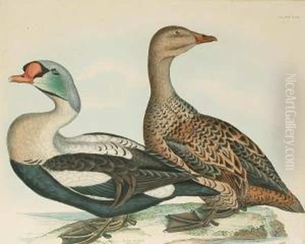 'king Eider, Male And Female', 'long Tailed Duck', 'velvet Scoter, Male And Female' Oil Painting by Prideaux John Selby