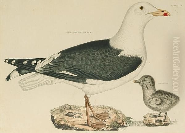 'lesser Black Backed Gull', 'herring Gull, Old' Oil Painting by Prideaux John Selby