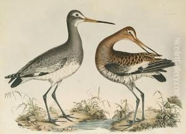 'black Tailed Godwit', 'golden Plover', 'common Oyster Catcher', 'common Godwit' Oil Painting by Prideaux John Selby