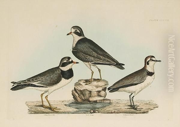 'termminck's Tringer Spring 
Plumage And Young', 'little Tringer Summer Plummage And Young', 'ring 
Plover Old', 'ring Plover Young', 'kentish Plover', 'spotted Sandpiper 
Male And Female', 'common Turnstone Male Summer Plumage, Female And 
Young Of T Oil Painting by Prideaux John Selby