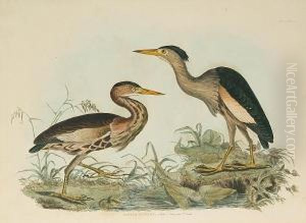 'great Bittern', 'grey Lapwing', 'plate Lxxiv' Oil Painting by Prideaux John Selby