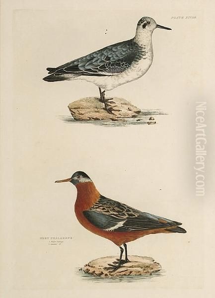 'red Lobe Foot', 'grey Phalarope
 Winter And Summer Plumage', 'sanderling Summer Plumage Winter Plumage',
 'cream Coloured Swiftfoot' Oil Painting by Prideaux John Selby