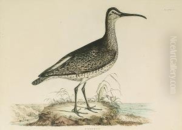 'whimbrell', 'common Thick Knee' Oil Painting by Prideaux John Selby