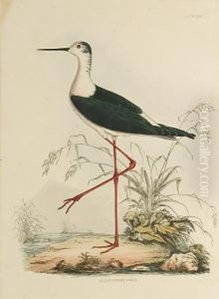 'black Winged Stilt', 
'kittiwake, Young And Adult', 'common Skua', 'teal, Male And Female', 
'cinereous Sherwater' Oil Painting by Prideaux John Selby