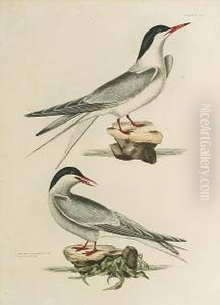 'common Tern And Arctic Tern', 'gull Billed Tern And 'sandwich Tern' Oil Painting by Prideaux John Selby