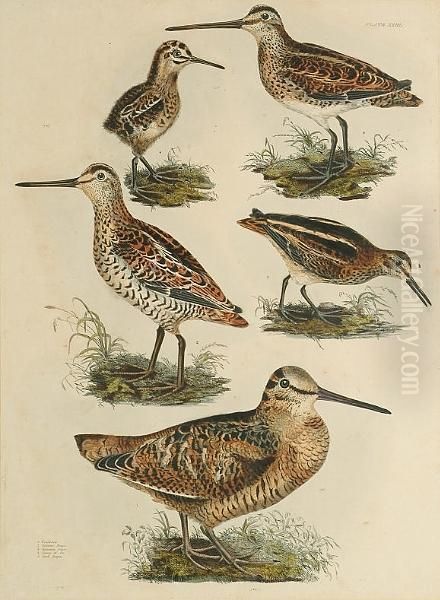 'woodcock, Solitary Snipe, 
Common Snipe, Young Od Do, Jack Snipe', 'common Redshank, Winter 
Plumage, Green Sandpiper, Wood Sandpiper', 'dunlin Winter Plumage, 
Dunlin Summer Plumage, Dunlin Young, Pigmy Curlew Summer Plummage, Pigmy
 Curlew Winter P Oil Painting by Prideaux John Selby