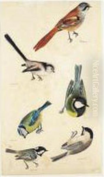 An Original Watercolour, Engraved For Illustrations Of British Ornithology Oil Painting by Prideaux John Selby