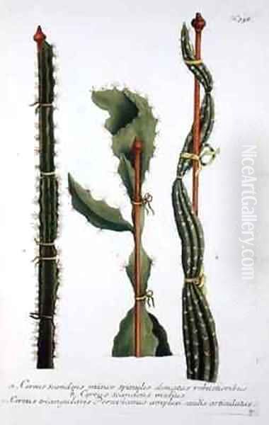 Cereus scandens minor Cereus scandens medeus and triangularis Peruvianus Oil Painting by Georg Dionysius Ehret