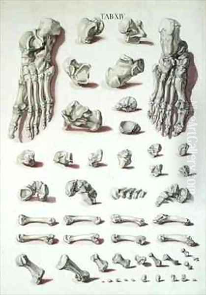 Bones of the foot from Tabulae Osteologicae Oil Painting by Eisenberger, Nikolaus Friedrich