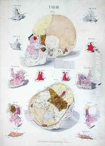 Bones of the skull Oil Painting by Eisenberger, Nikolaus Friedrich