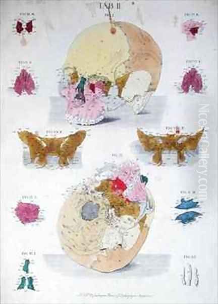 Bones of the skull from Tabulae Osteologicae Oil Painting by Eisenberger, Nikolaus Friedrich