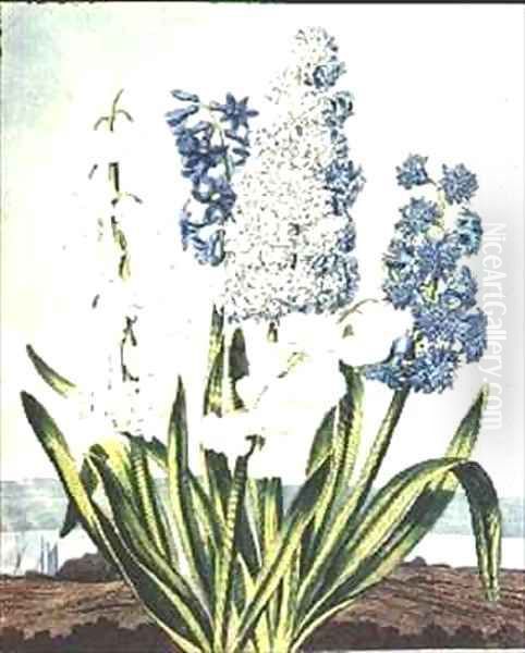 Hyacinths Oil Painting by Edwards, J.