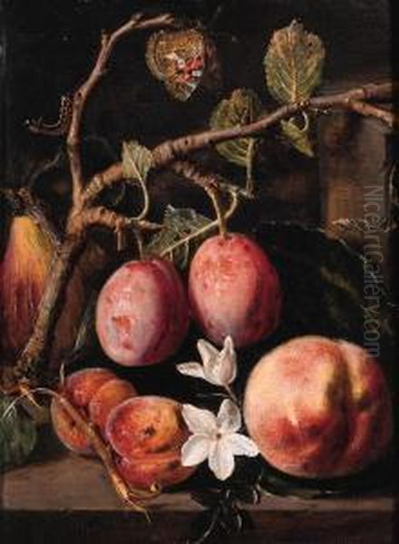 Plums, Apricots On A Twig, A 
Peach With Blossom And A Quince On Astone Ledge, With A Butterfly And A 
Caterpillar Nearby Oil Painting by Pieter Snyers