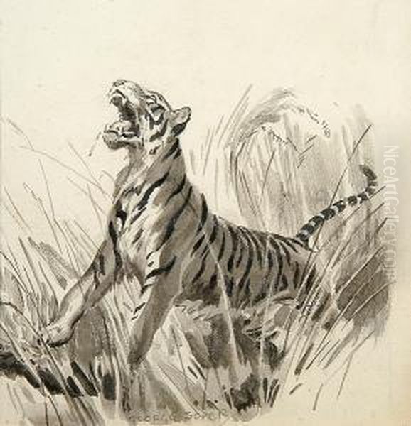 A Roaring Tiger Oil Painting by George Soper