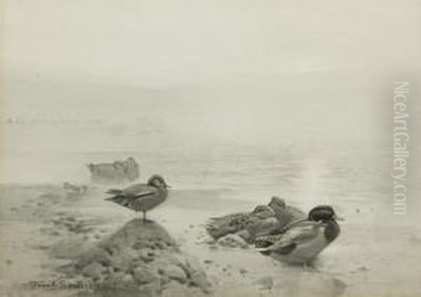 Wild Duck & Teal: The Morning Sunbanks Through The Mist Oil Painting by Frank Southgate