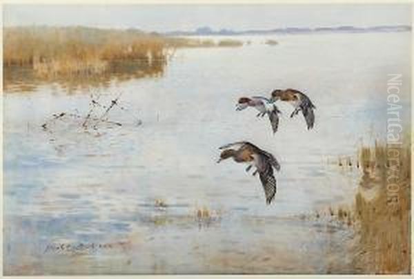 Ducks Landing Oil Painting by Frank Southgate