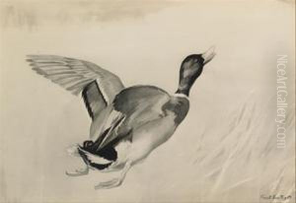 Mallard In Flight Oil Painting by Frank Southgate