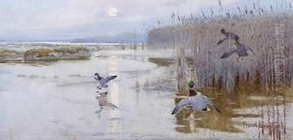 Mallard Alighting Oil Painting by Frank Southgate