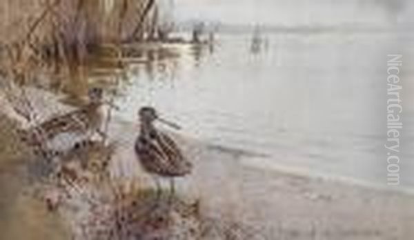 Snipe On The Shore Oil Painting by Frank Southgate