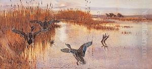 Mallards Taking Off Oil Painting by Frank Southgate