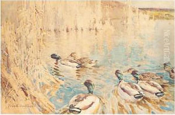 Ducks In Bullrushes Oil Painting by Frank Southgate