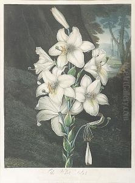 The White Lily Oil Painting by Joseph Constantine Stadler