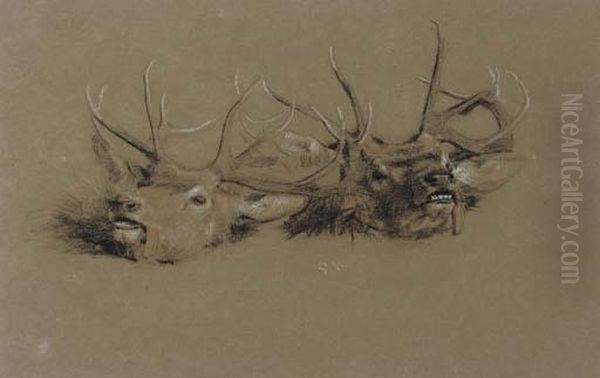 Stag Head Studies Oil Painting by Gourlay Steell