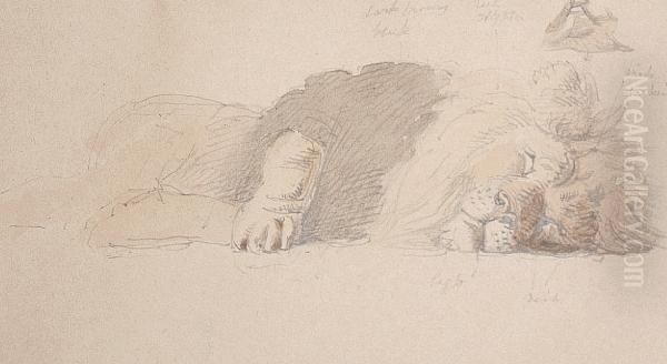 Study Of A Sleeping Lion Oil Painting by William Strutt