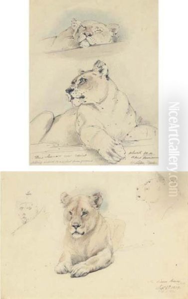 Two Studies Of A Lioness Oil Painting by William Strutt