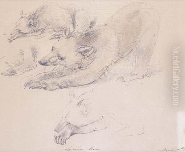 Bear Study Oil Painting by William Strutt