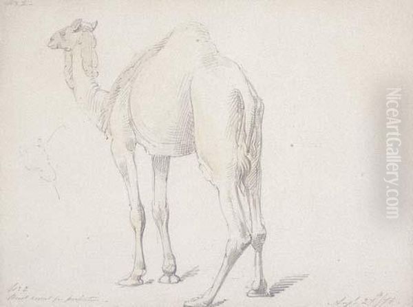 Camel Study Oil Painting by William Strutt