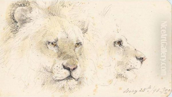 Lion Studies Oil Painting by William Strutt