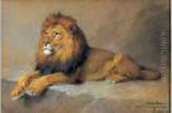 Lion Couche Oil Painting by Gustave Surand