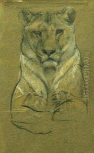 Study Of A Lioness Oil Painting by Cuthbert Edmund Swan