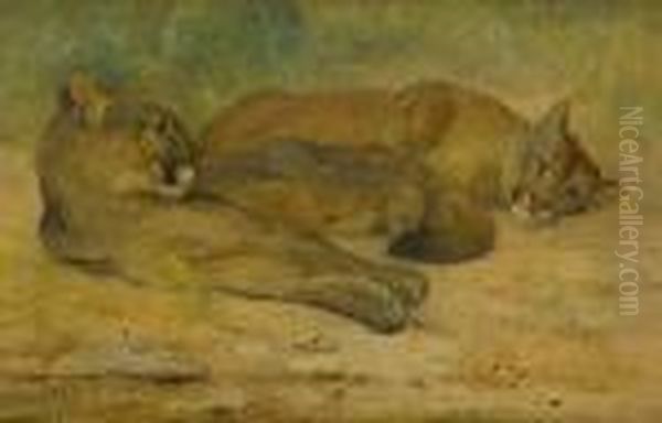 Lion And Lioness At Rest Oil Painting by Cuthbert Edmund Swan