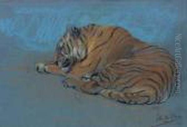 Study Of A Sleeping Tiger Oil Painting by John Macallan Swan