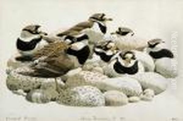 Ringed Plovers Oil Painting by John F Tennant