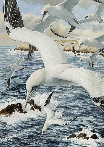 Gannets Fishing Oil Painting by John F Tennant