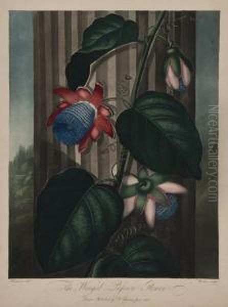 The Winged Passion Flower Oil Painting by Robert John, Dr. Thornton