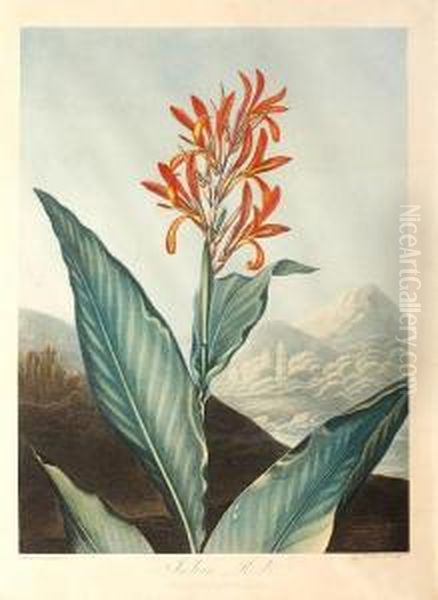 Indian Reed Oil Painting by Robert John, Dr. Thornton