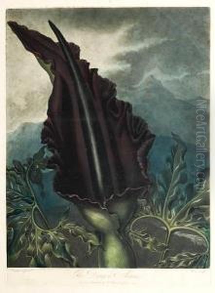 The Dragon Arum Oil Painting by Robert John, Dr. Thornton