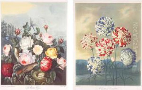 A Group Of Carnations Oil Painting by Robert John, Dr. Thornton