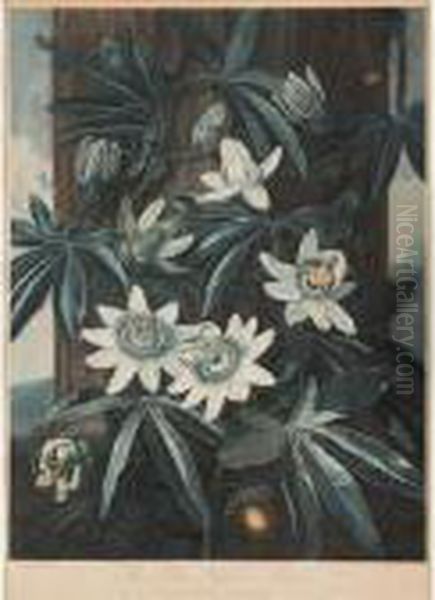 The Blue Passion Flower Oil Painting by Robert John, Dr. Thornton